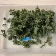 Grease Monkey Auto by Zamnesia