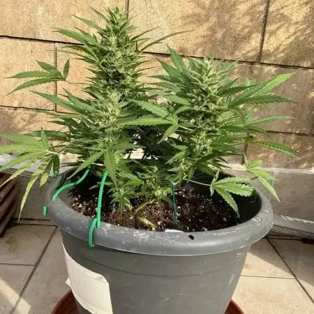 Pink Rozay Auto by Zamnesia