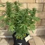 Grease Monkey Auto by Zamnesia