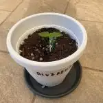 Blueberry Auto by Zamnesia
