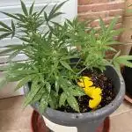Pink Rozay Auto by Zamnesia