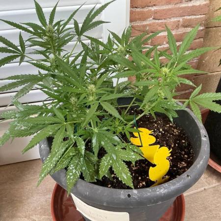 Pink Rozay Auto by Zamnesia