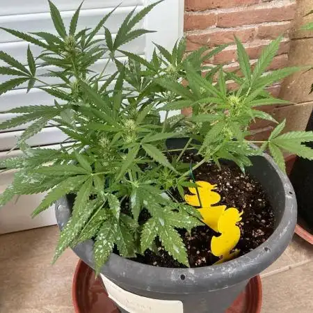 Pink Rozay Auto by Zamnesia