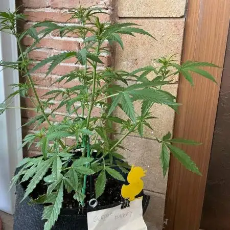 Grease Monkey Auto by Zamnesia