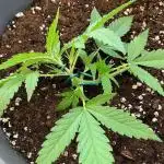 Pink Rozay Auto by Zamnesia