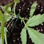 Pink Rozay Auto by Zamnesia