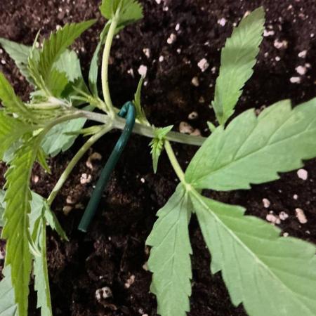 Pink Rozay Auto by Zamnesia
