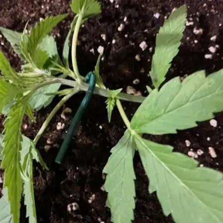 Pink Rozay Auto by Zamnesia