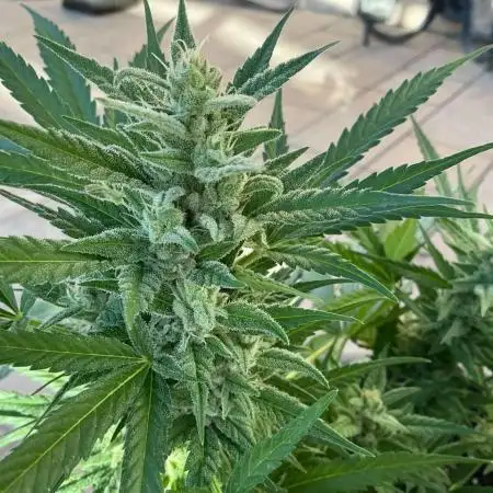 Pink Rozay Auto by Zamnesia