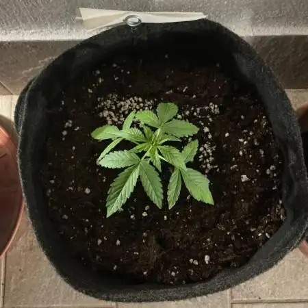 Grease Monkey Auto by Zamnesia