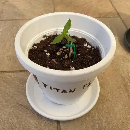 Titan F1 by RQS