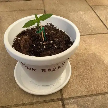 Pink Rozay Auto by Zamnesia