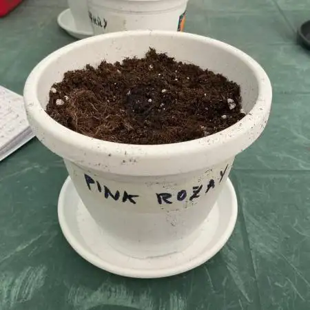 Pink Rozay Auto by Zamnesia