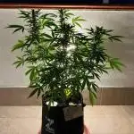Grease Monkey Auto by Zamnesia