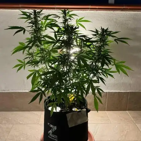 Grease Monkey Auto by Zamnesia