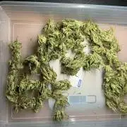 Pink Rozay Auto by Zamnesia