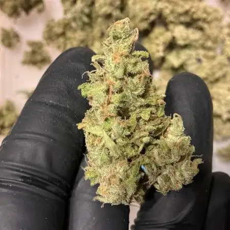 AutoUltimate by DutchPassion