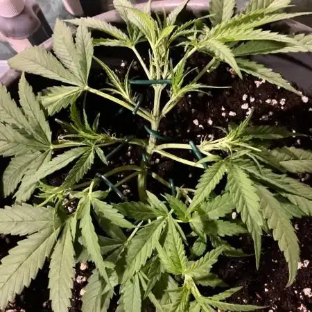 Pink Rozay Auto by Zamnesia