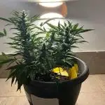 Pink Rozay Auto by Zamnesia