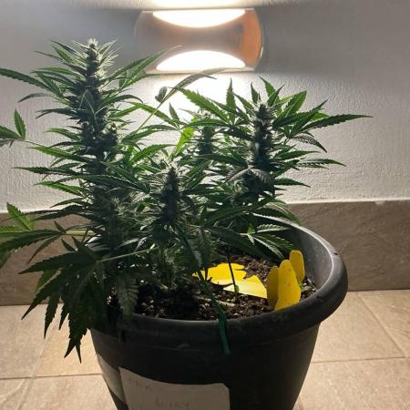 Pink Rozay Auto by Zamnesia