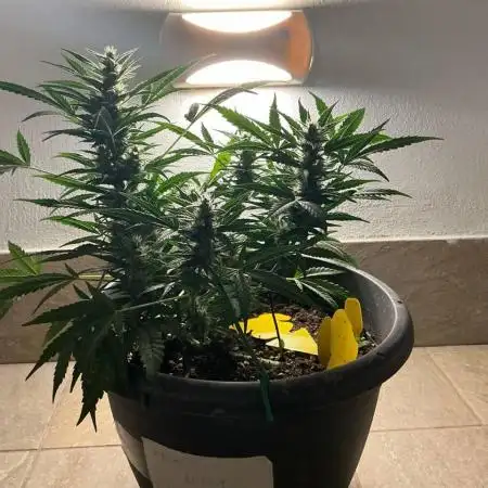 Pink Rozay Auto by Zamnesia