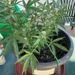 Pink Rozay Auto by Zamnesia