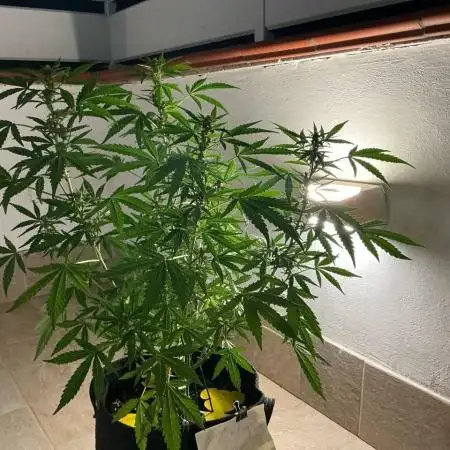 Grease Monkey Auto by Zamnesia