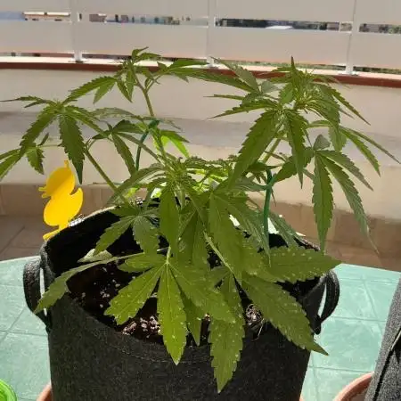 Grease Monkey Auto by Zamnesia
