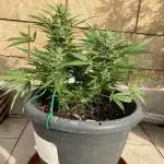 Pink Rozay Auto by Zamnesia