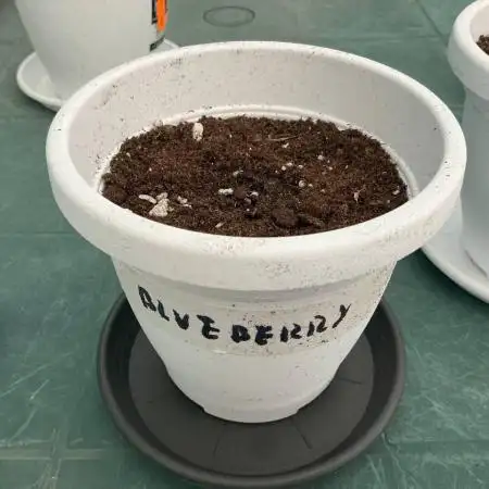 Blueberry Auto by Zamnesia