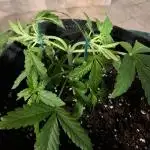 Grease Monkey Auto by Zamnesia