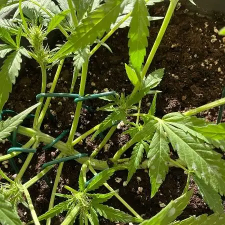 Pink Rozay Auto by Zamnesia