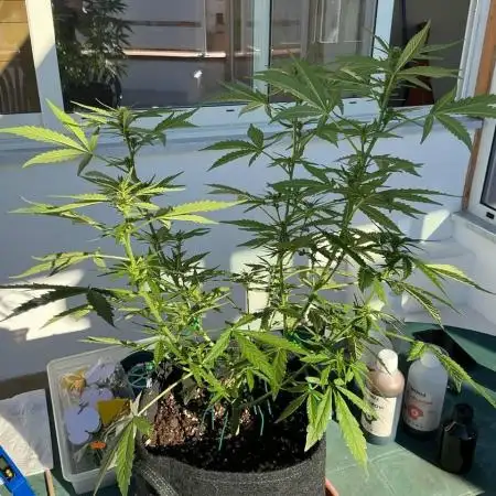 Grease Monkey Auto by Zamnesia