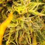 1st Grow ever, Find it out side