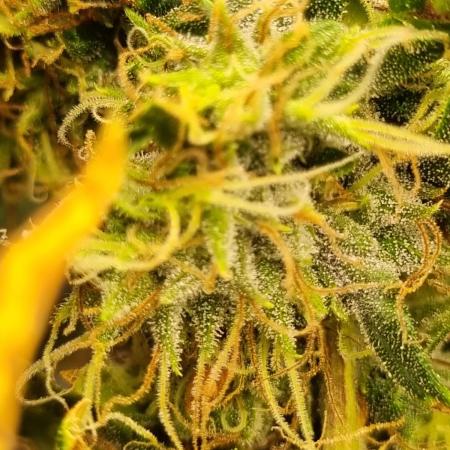 1st Grow ever, Find it out side