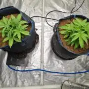 Santa Marta Haze Auto