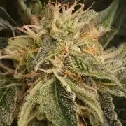 Santa Marta Haze Auto