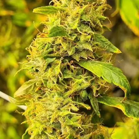 1st Grow ever, Find it out side