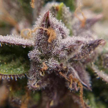 Santa Marta Haze Auto