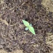 Santa Marta Haze Auto