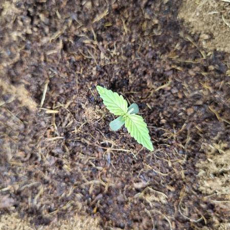 Santa Marta Haze Auto