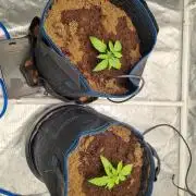 Santa Marta Haze Auto