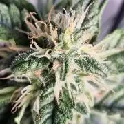 Santa Marta Haze Auto