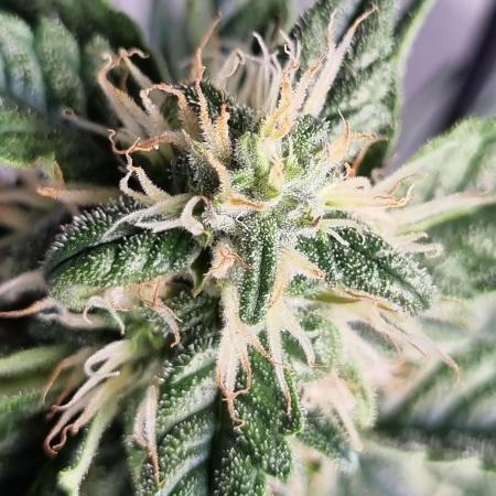 Santa Marta Haze Auto