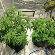 Santa Marta Haze Auto