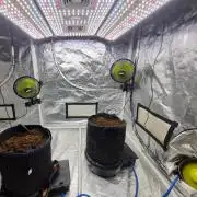 Santa Marta Haze Auto