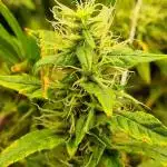 1st Grow ever, Find it out side
