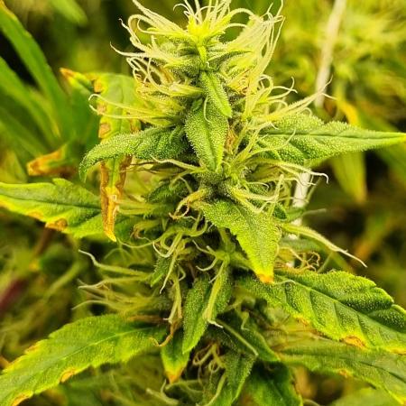 1st Grow ever, Find it out side