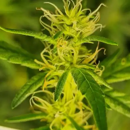 1st Grow ever, Find it out side