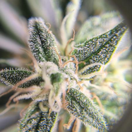 Santa Marta Haze Auto